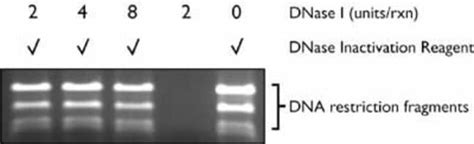 dnase inactivation autoclave|dnase i freezer.